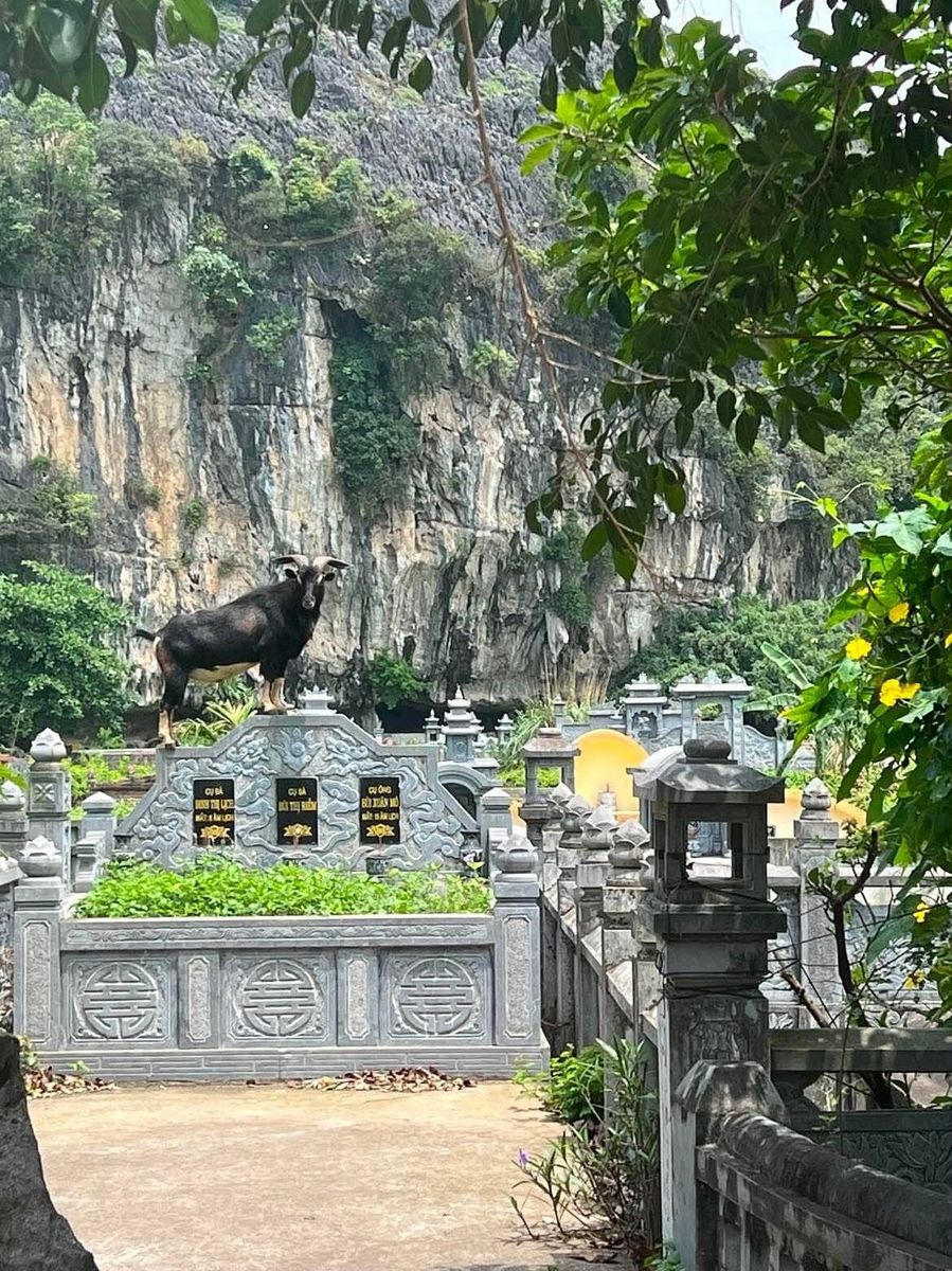 A goat above a shrine against the Ninh Binh karst