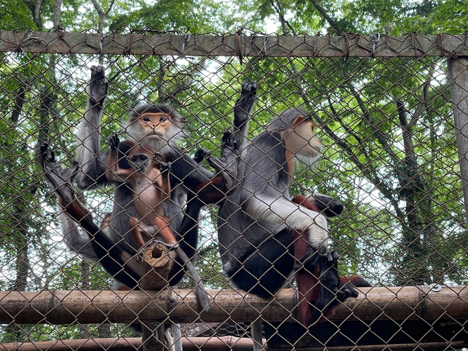Cúc Phương wildlife tour