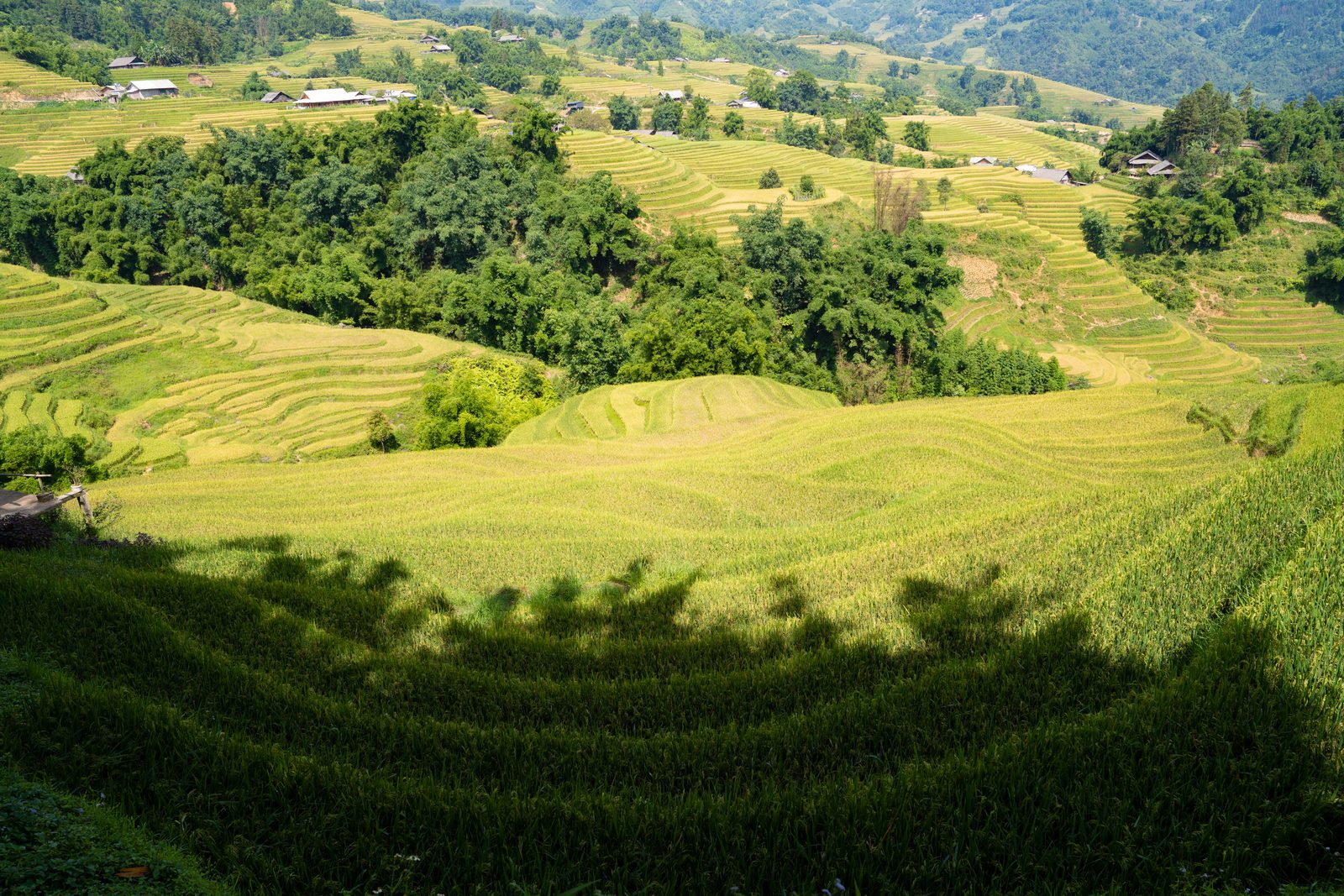 Muong Hoa Valley trek